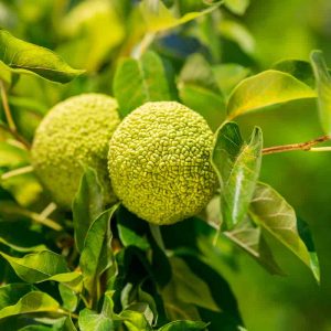 Hedge Apples (Osage Oranges), Packages of 4, 6 and 9 to 12 | Free Shipping